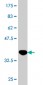 KLF8 Antibody (monoclonal) (M09)