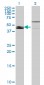 KLF8 Antibody (monoclonal) (M09)