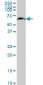 KLHL25 Antibody (monoclonal) (M09)