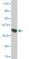 KLK6 Antibody (monoclonal) (M01)