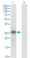 KLK6 Antibody (monoclonal) (M01)