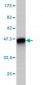 KLK8 Antibody (monoclonal) (M01)