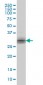 KLK8 Antibody (monoclonal) (M01)