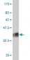 KLRB1 Antibody (monoclonal) (M01)
