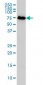 KNTC2 Antibody (monoclonal) (M01)