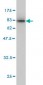 KPNA1 Antibody (monoclonal) (M01)