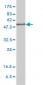 KPNA1 Antibody (monoclonal) (M01)