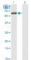 KPNA1 Antibody (monoclonal) (M01)