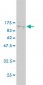 KPNA5 Antibody (monoclonal) (M01)