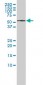 KPNA5 Antibody (monoclonal) (M01)