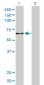 KPNA5 Antibody (monoclonal) (M01)