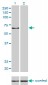 KPNA5 Antibody (monoclonal) (M01)