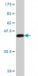 KRAS Antibody (monoclonal) (M01)