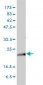 KRAS Antibody (monoclonal) (M01)