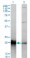 KRAS Antibody (monoclonal) (M01)