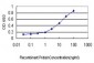 KRAS Antibody (monoclonal) (M02)