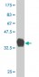 KRAS Antibody (monoclonal) (M02)