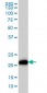 KRAS Antibody (monoclonal) (M02)