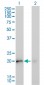 KRAS Antibody (monoclonal) (M02)