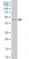 KRT18 Antibody (monoclonal) (M03)