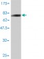 KRT20 Antibody (monoclonal) (M01)