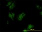 KSR2 Antibody (monoclonal) (M02)