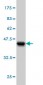 KSR2 Antibody (monoclonal) (M02)