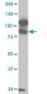 KSR2 Antibody (monoclonal) (M02)