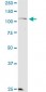 KSR2 Antibody (monoclonal) (M08)