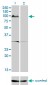 KSR2 Antibody (monoclonal) (M08)