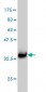 L3MBTL2 Antibody (monoclonal) (M01)