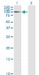 LAMA5 Antibody (monoclonal) (M01)