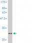 LAMC1 Antibody (monoclonal) (M01)