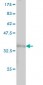 LAMC1 Antibody (monoclonal) (M03)