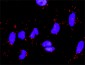 LAMC1 Antibody (monoclonal) (M03)