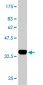 LASS4 Antibody (monoclonal) (M01)