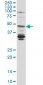 LASS4 Antibody (monoclonal) (M01)