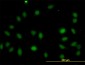 LASS4 Antibody (monoclonal) (M03)