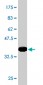 LASS4 Antibody (monoclonal) (M03)