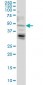 LASS4 Antibody (monoclonal) (M03)