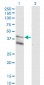 LASS4 Antibody (monoclonal) (M03)