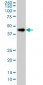 LASS6 Antibody (monoclonal) (M01)