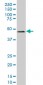 LASS6 Antibody (monoclonal) (M02)