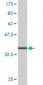 LCN1 Antibody (monoclonal) (M02)