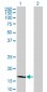 LCN1 Antibody (monoclonal) (M02)