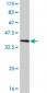 LDB1 Antibody (monoclonal) (M02)