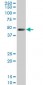LDB1 Antibody (monoclonal) (M02)