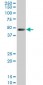 LDB1 Antibody (monoclonal) (M02)