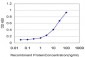 LDB1 Antibody (monoclonal) (M03)