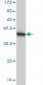 LDB1 Antibody (monoclonal) (M03)